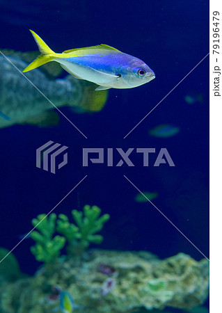 水族館で涼む 79196479