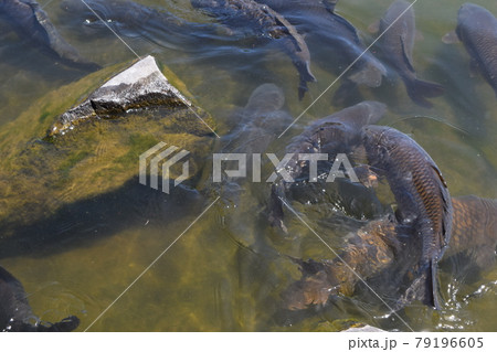 池で泳ぐ鯉 79196605