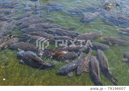 池で泳ぐ鯉 79196607