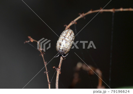 オカダンゴムシ 79196624