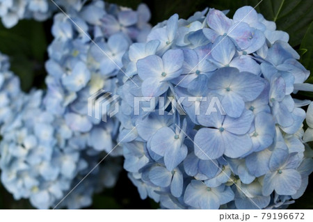紫陽花　満開写真　素材 79196672