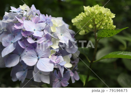 これから咲き始める紫陽花 79196675
