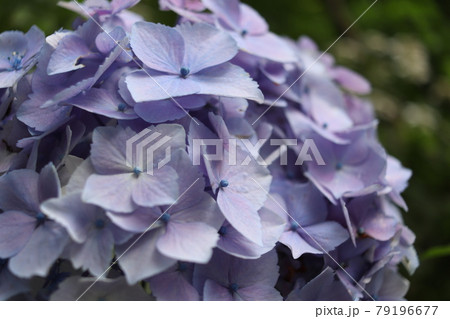 紫色の紫陽花の花びら 79196677