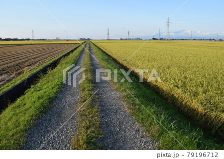 農道と田園風景 農道と田園風景 79196712