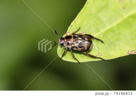 セマダラコガネ セマダラコガネ 79196813