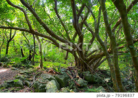 【沖縄】大石林山の森 【沖縄】大石林山の森 79196837