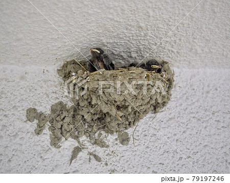ツバメの巣　赤ちゃん　 79197246
