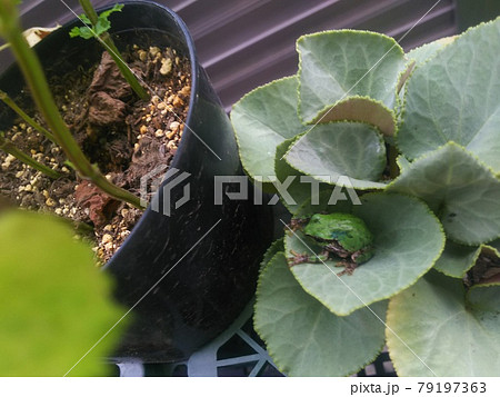 シクラメンの葉っぱがお気に入りのカエル シクラメンの葉っぱがお気に入りのカエル 79197363