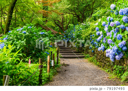 高幡不動尊金剛寺 アジサイが咲く八十八ヶ所巡拝コース 高幡不動尊金剛寺 アジサイが咲く八十八ヶ所巡拝コース 79197493