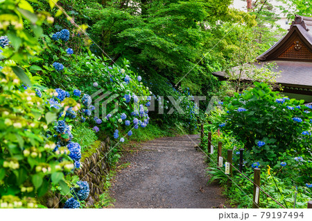 高幡不動尊金剛寺　アジサイが咲く八十八ヶ所巡拝コース 79197494