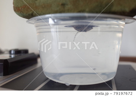 水耕栽培で発根したグラキリス 水耕栽培で発根したグラキリス 79197672