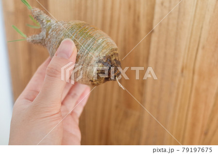 水耕栽培で発根したグラキリス 水耕栽培で発根したグラキリス 79197675