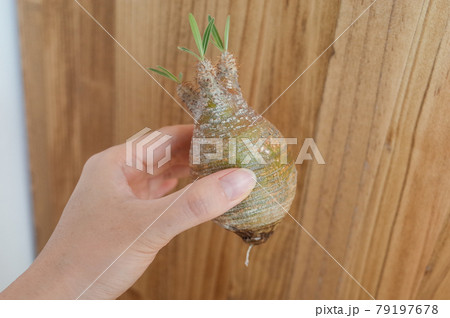 水耕栽培で発根したグラキリス 79197678