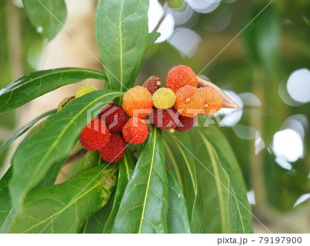 木かげで色付いたヤマモモの実 豊田公園 の写真素材
