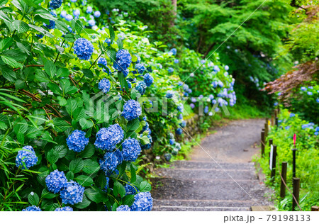 高幡不動尊金剛寺 アジサイが咲く八十八ヶ所巡拝コース 高幡不動尊金剛寺 アジサイが咲く八十八ヶ所巡拝コース 79198133