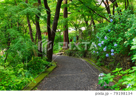 高幡不動尊金剛寺 アジサイが咲く八十八ヶ所巡拝コース 高幡不動尊金剛寺 アジサイが咲く八十八ヶ所巡拝コース 79198134