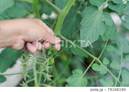 家庭菜園 ミニトマト わき芽かきの写真素材