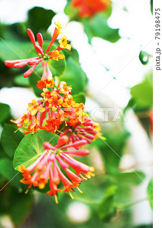 爽やかな香りの花ハニーサックル　 79198475