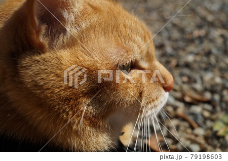 外を見つめる茶トラ猫 79198603