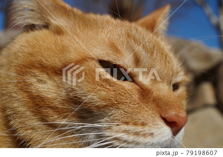 勇ましくも頼もしくもある猫 79198607