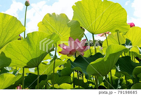 葉の日傘に守られて　蓮の花　初夏 79198685