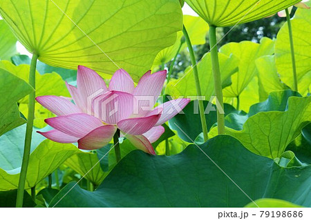 葉の日傘に守られて 蓮の花 初夏 葉の日傘に守られて 蓮の花 初夏 79198686
