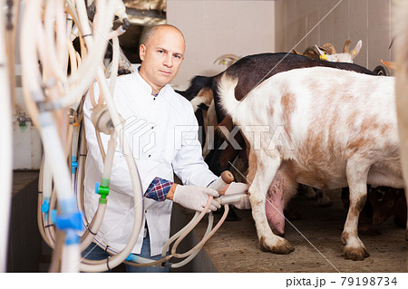 Owner of goat farm preparing for machine milking Owner of goat farm preparing for machine milking 79198734