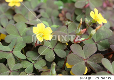 クローズアップ撮影したカタバミの小さな花 クローズアップ撮影したカタバミの小さな花 79198739