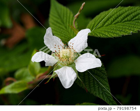 野いちごの花のクローズアップ 白いクサイチゴの花 の写真素材