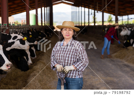 Portrait of mature farm owner in cowshed Portrait of mature farm owner in cowshed 79198792