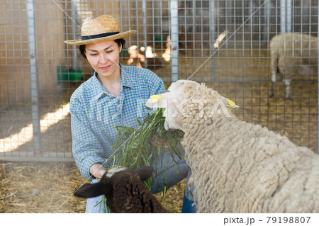 Hardworking kazakh woman feeds alpacas with fresh grass Hardworking kazakh woman feeds alpacas with fresh grass 79198807