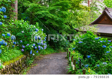 高幡不動尊金剛寺　アジサイが咲く八十八ヶ所巡拝コース 79198816