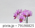 お祝いに可憐な紫色の胡蝶蘭 79198825