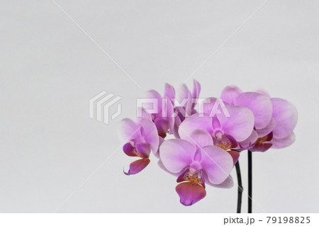 お祝いに可憐な紫色の胡蝶蘭 79198825