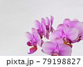 お祝いに可憐な紫色の胡蝶蘭 79198827