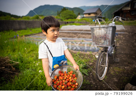 家庭菜園でどっさり採れたいちごが入ったザルを持つ3歳児 家庭菜園でどっさり採れたいちごが入ったザルを持つ3歳児 79199026