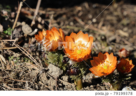 フクジュソウの秩父紅の花 79199378