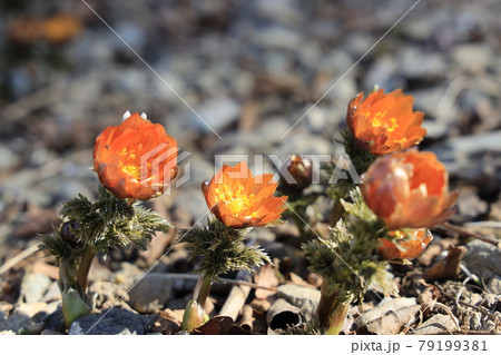 フクジュソウの秩父紅の花 79199381