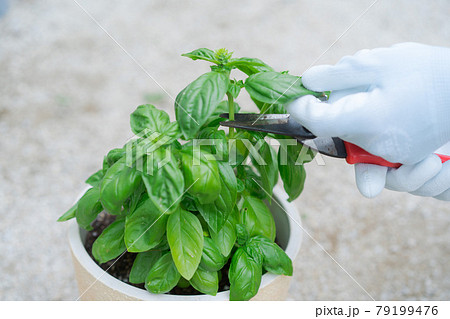 バジル　ハーブ　摘み取り 79199476