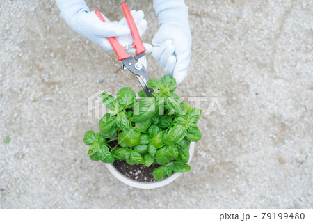 バジル　ハーブ　摘み取り 79199480