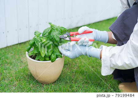 バジル　ハーブ　摘み取り 79199484