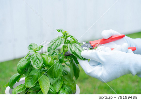 バジル　ハーブ　摘み取り 79199488