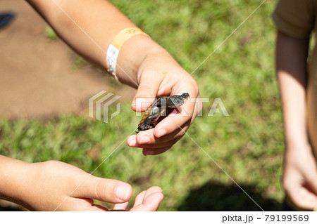 子供に捕らえられてしまった元気な子亀 79199569