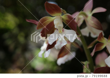 クローズアップ撮影したエビネの花 クローズアップ撮影したエビネの花 79199688