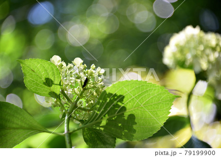 梅雨イメージあじさいの花 79199900