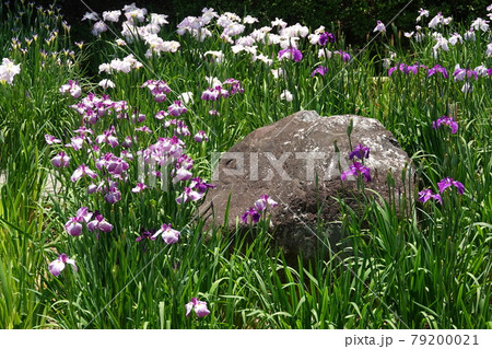 南楽園の花菖蒲園 南楽園の花菖蒲園 79200021