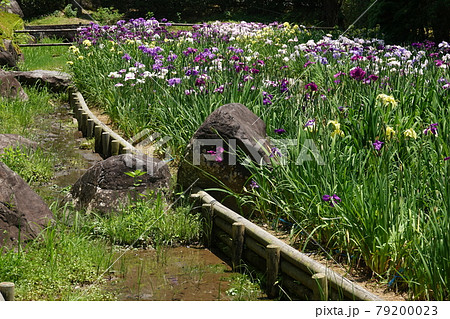 南楽園の花菖蒲園 南楽園の花菖蒲園 79200023