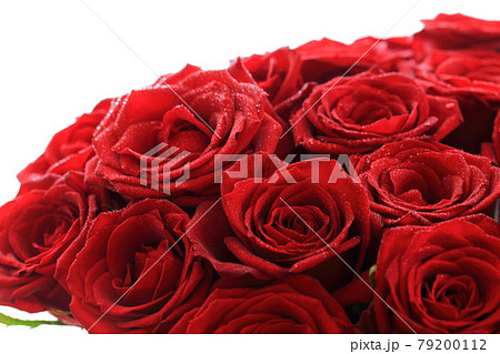 赤いバラ 79200112