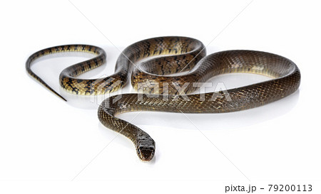 Snake isolated on white background 79200113