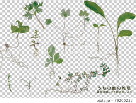 Weeds that grow on their own with watercolor-touch vector data 79200233